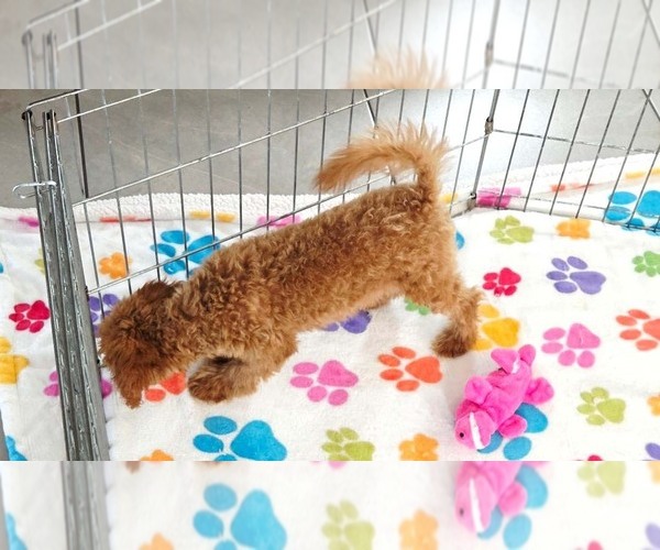 Medium Photo #11 Cavapoo mix (+ Poodle Miniature) Puppy For Sale in ORO VALLEY, AZ, USA