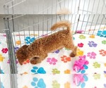 Amber - Female Cavapoo mix (+ Poodle Miniature) Puppy for Sale - Photo #11