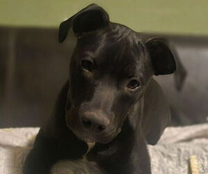 American Pit Bull Terrier Puppy for Sale in BEECHER CITY, Illinois USA