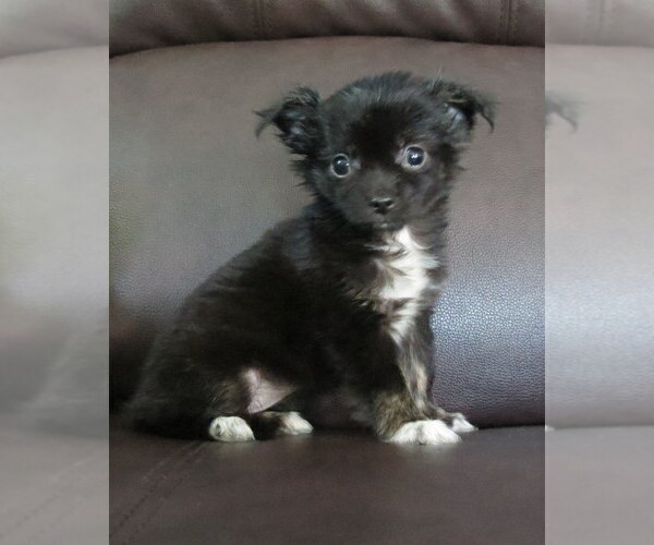 Medium Photo #2 Chihuahua Puppy For Sale in HAYES, VA, USA