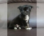 Small #1 Chihuahua