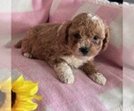 Small Photo #2 Cavapoo Puppy For Sale in ARTHUR, IL, USA