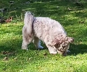 Havanese Puppy for sale in WINSTON SALEM, NC, USA