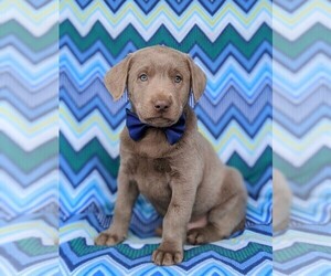 Labrador Retriever Puppy for sale in GLEN ROCK, PA, USA
