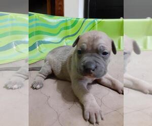 American Pit Bull Terrier Puppy for sale in MILTON, PA, USA