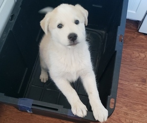 Anatolian Shepherd-Siberian Husky Mix Dog for Adoption in WATERFORD, California USA
