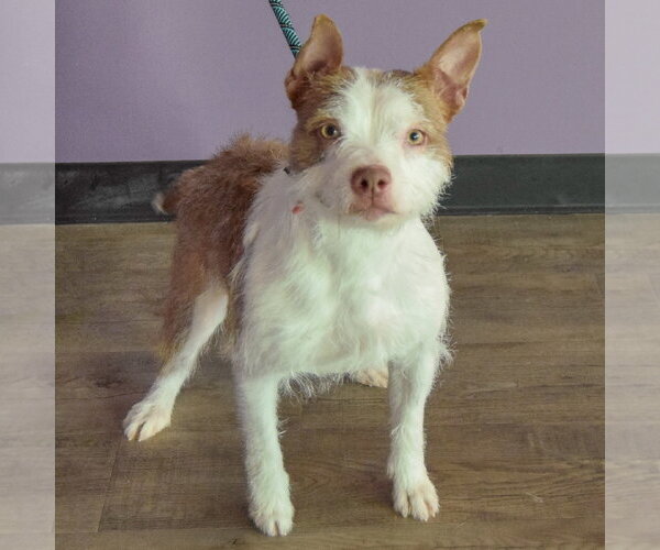 Medium Photo #2 Boston Terrier-Unknown Mix Puppy For Sale in Huntley, IL, USA