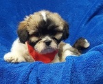 Small Photo #47 Lhasa Apso Puppy For Sale in BUFFALO, MO, USA