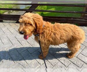 Doodle-Golden Retriever Mix Puppy for sale in DALLAS, TX, USA