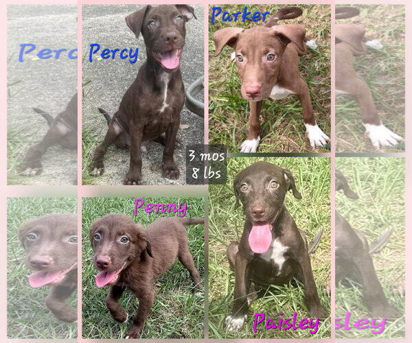 Medium Photo #9 Chocolate Labrador retriever-Whippet Mix Puppy For Sale in Virginia Beach, VA, USA