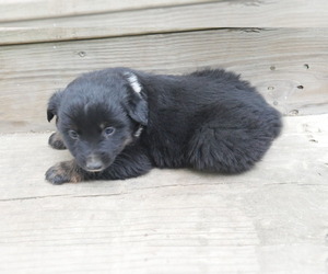Medium Australian Shepherd