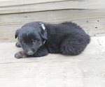 Puppy Jordan Australian Shepherd