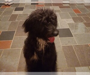F2 Aussiedoodle Dogs for adoption in WARREN, OH, USA