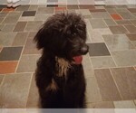 Small F2 Aussiedoodle