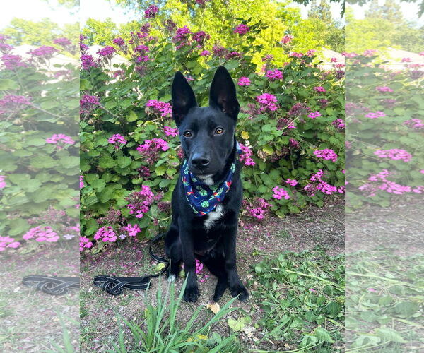 Medium Photo #1 Mutt Puppy For Sale in Yuba City, CA, USA