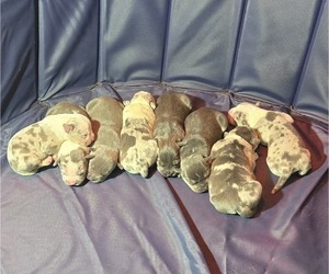 American Bully Puppy for sale in GLEN BURNIE, MD, USA