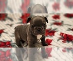 Small Photo #3 French Bulldog Puppy For Sale in CAPE CORAL, FL, USA