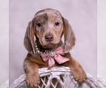 Small #3 Dachshund