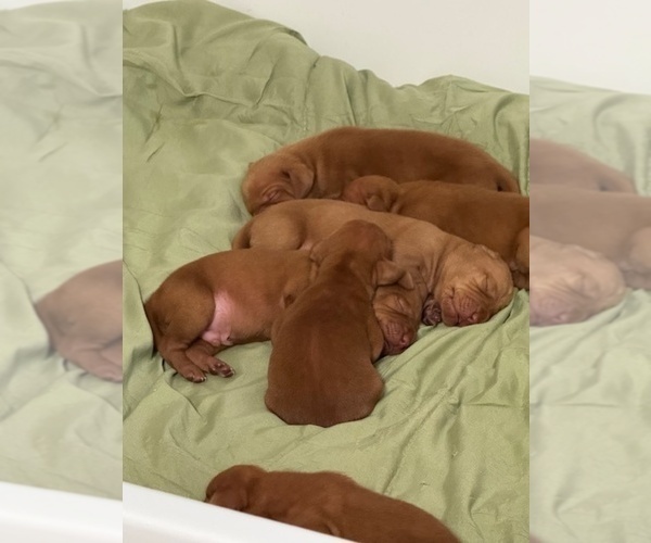 Medium Photo #5 Vizsla Puppy For Sale in ROYSTON, GA, USA
