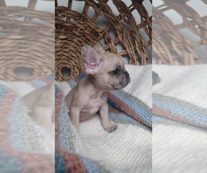 French Bulldog Puppy for sale in SUGAR LAND, TX, USA