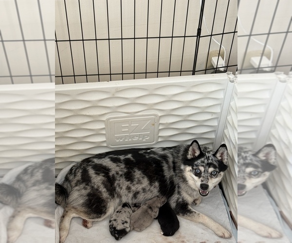 Medium Photo #1 Pomsky-Shiba Inu Mix Puppy For Sale in NASHUA, NH, USA