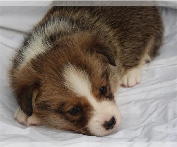 Medium Photo #1 Pembroke Welsh Corgi Puppy For Sale in WOODMAN, WI, USA