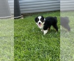 Puppy Harley Miniature Australian Shepherd
