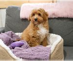 Small #5 Goldendoodle mix (+ Poodle Miniature)