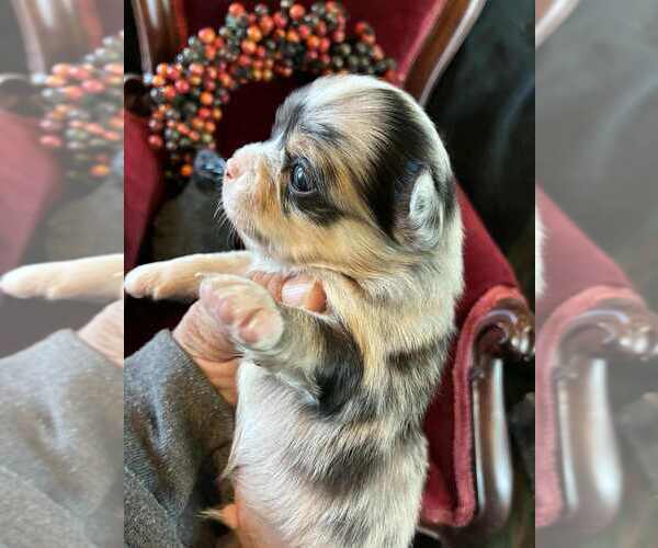 Medium Photo #5 Chihuahua Puppy For Sale in NEWVILLE, PA, USA