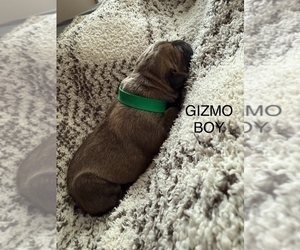 Cane Corso-Mastiff Mix Puppy for sale in FORT WAYNE, IN, USA