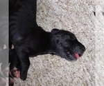 Small Photo #14 Great Dane Puppy For Sale in PIERSON, MI, USA