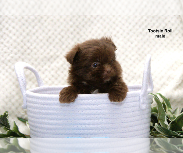 Medium Photo #8 Shiranian Puppy For Sale in CLARE, MI, USA