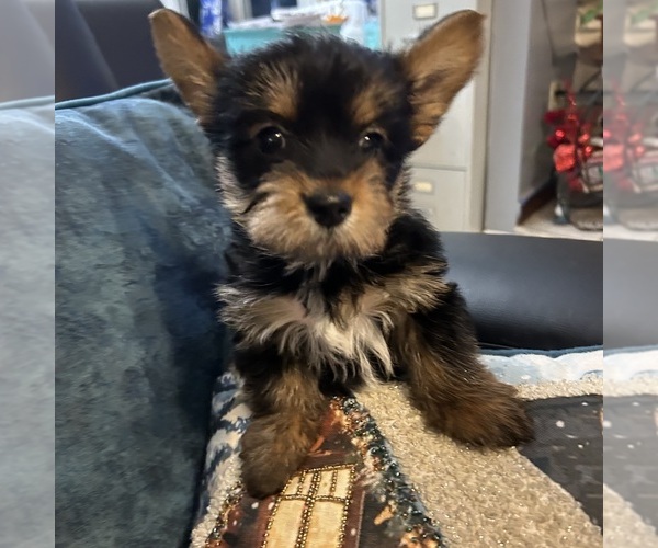 Medium Photo #21 Yorkshire Terrier Puppy For Sale in BRIDGETON, NJ, USA