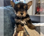 Small Photo #21 Yorkshire Terrier Puppy For Sale in BRIDGETON, NJ, USA