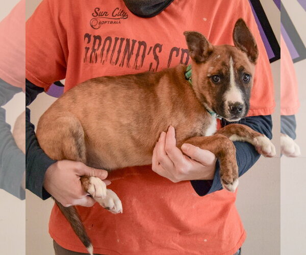 Medium Photo #3 Boxer-Bull Terrier Mix Puppy For Sale in Huntley, IL, USA