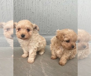Maltipoo Puppy for sale in NORTHDALE, FL, USA
