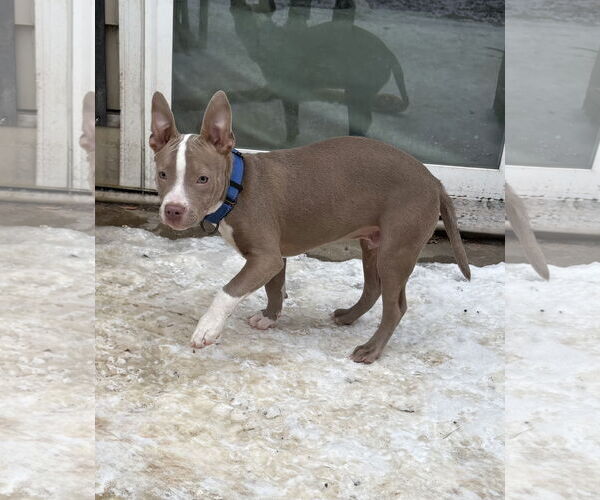 Medium Photo #5 Mutt Puppy For Sale in Omaha, NE, USA