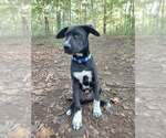 Small #1 Labrador Retriever Mix