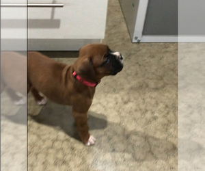 Boxer Puppy for sale in APPLE CREEK, OH, USA