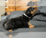 Small Photo #2 Rottweiler Puppy For Sale in ROSEBURG, OR, USA
