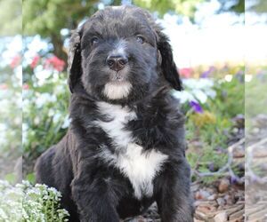 Bernedoodle Puppy for sale in BROOKVILLE, OH, USA
