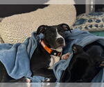 Small #3 American Pit Bull Terrier-Labrador Retriever Mix