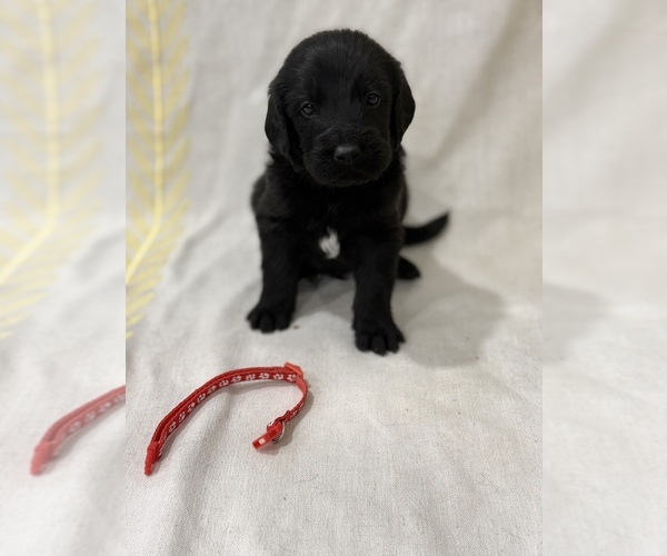 Medium Photo #1 Labradoodle Puppy For Sale in PRESCOTT VALLEY, AZ, USA