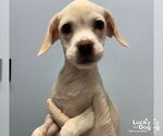 Small #2 Mutt