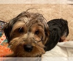 Image preview for Ad Listing. Nickname: Bucky