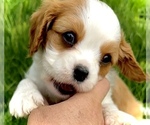 Small Photo #2 Cavalier King Charles Spaniel Puppy For Sale in CARLSBAD, CA, USA