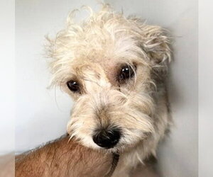 Mutt Dogs for adoption in Houston, TX, USA