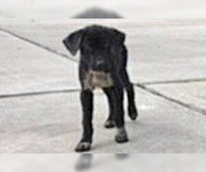 German Shepherd Dog-Unknown Mix Dogs for adoption in Houston, TX, USA