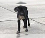 A663039 - Male German Shepherd Dog-Unknown Mix Dog for Adoption - Small photo