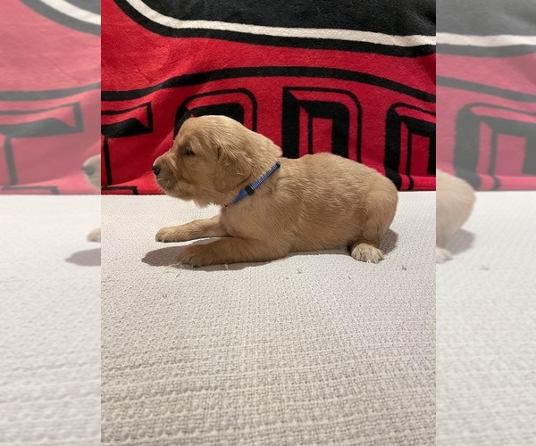 Medium Photo #1 Golden Retriever Puppy For Sale in BISHOP, GA, USA